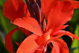 紅色,開(kāi)花,朵紅色的花