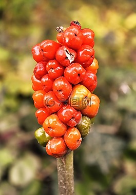 漿果紅,廠,春天