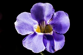 開(kāi)花,花,紫