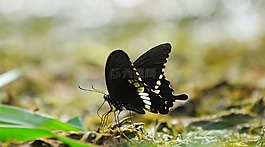蝴蝶,昆蟲,自然