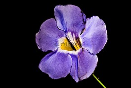 開花,花,紫
