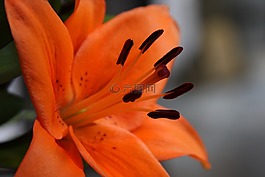 橙色百合,花,開花