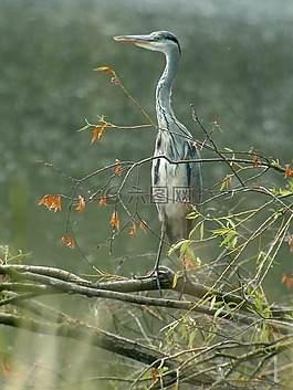 藍(lán)鷺,鳥,性質(zhì)