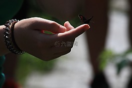 蝴蝶,手,昆蟲