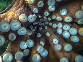 八達通,水族館,魚