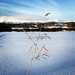 冬天,雪,自然