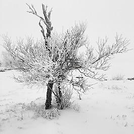 冬天,雪,樹