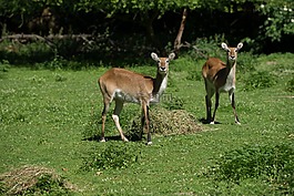 獐鹿,草地,野生