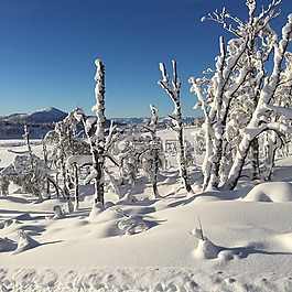 冬天,雪,自然