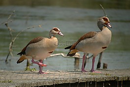 尼羅河鵝,鳥,性質(zhì)