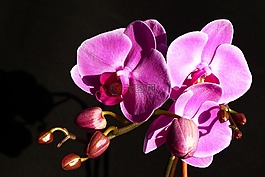 蘭花,花,關(guān)閉