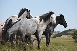 野性的马,野生,走
