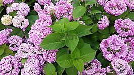 花,植物區(qū)系,自然