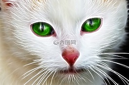 寵物,白,綠色的眼睛
