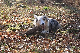 牧羊犬,狗,可愛(ài)
