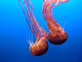 海蜇,水族館,美麗