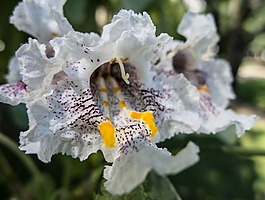 花,蘭花,白
