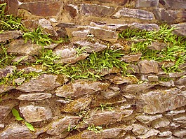 ferns,污垢,石材墙