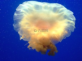 海蜇,水下,水族館