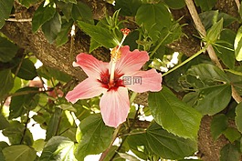 花卉,樹,鮮花
