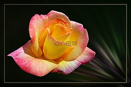 玫瑰,豐花,玫瑰綻放
