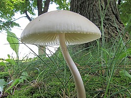 蘑菇,野生,真菌