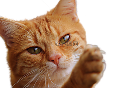猫,孤立,弗利纳