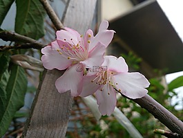 櫻花,春天,臺(tái)灣