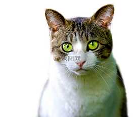 猫,孤立,弗利纳