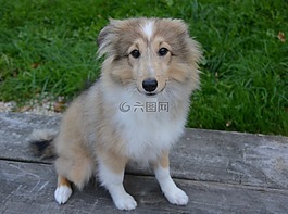 狗,小狗,狗坐