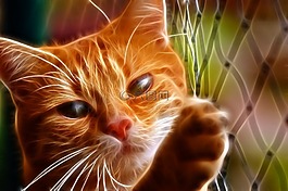 猫,弗利纳,宠物