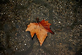 秋葉,黑,雨