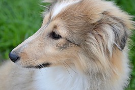 狗,小狗,設(shè)得蘭群島牧羊犬