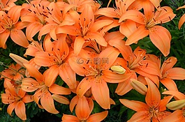 莉莉,鮮花,橙色