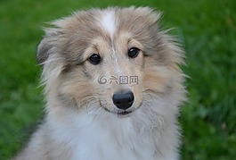 狗,小狗,設(shè)得蘭群島牧羊犬