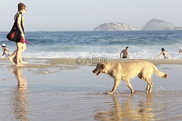 夏季,海灘,溶膠