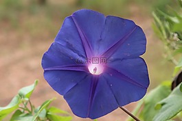 花,藍色,開花