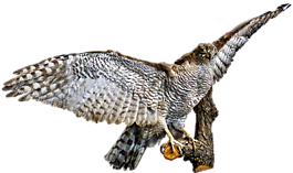 鳥(niǎo),鷙鳥(niǎo),猛禽