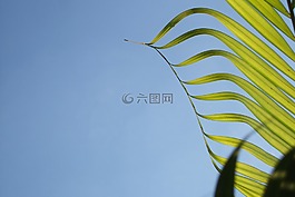 椰子树,叶,天空