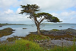 樹,愛爾蘭,海岸