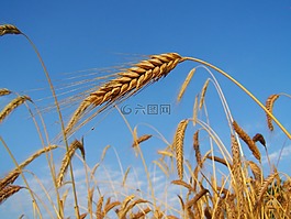 黑麥,成熟的谷物,夏季