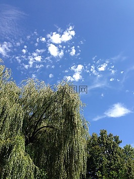 性質(zhì),云,樹