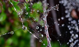 露水,蜘蛛,自然