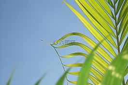 叶,椰子树,植物