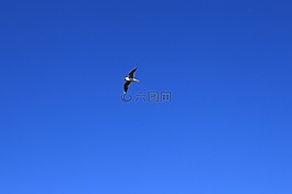 海鷗,北海,天空