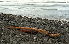 海邊,俄勒岡,漂流木