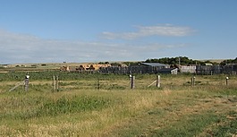 農(nóng)場,牧場,牛