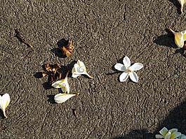 詳細信息,fragrapanti,脫發