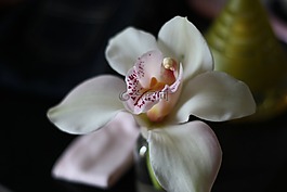 花,蘭花,鮮花