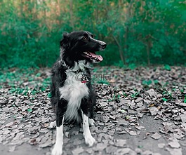 狗,bordee牧羊犬,黑